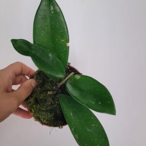 Hoya carnosa ‘Stardust’ – Pot 10.5 cm