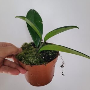 Hoya carnosa ‘Stardust’ – Pot 10.5 cm