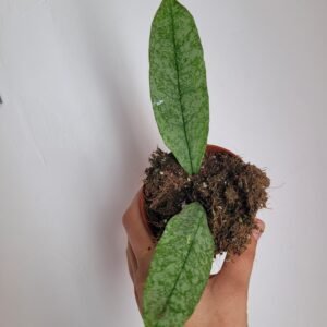 Hoya multiflora ‘Silver Splash’ – Pot 8 cm