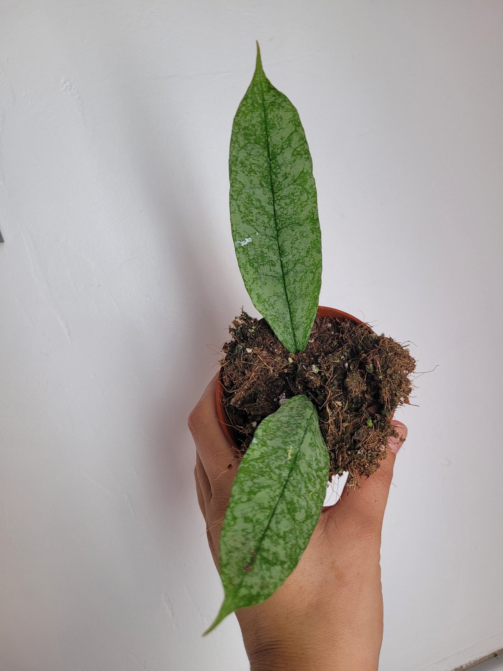 Hoya multiflora 'Silver Splash' – Pot 8 cm