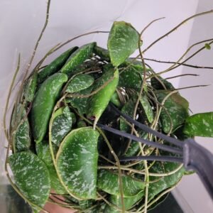 Hoya imbricata – Pot 14 cm