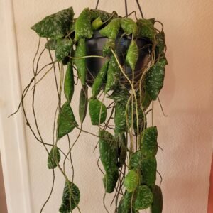 Hoya imbricata – Pot 14 cm