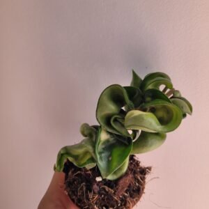 Hoya carnosa ‘Compacta Mauna Loa’ – Pot 6 cm