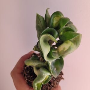 Hoya carnosa ‘Compacta Mauna Loa’ – Pot 6 cm