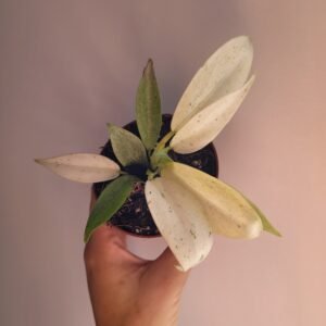 Philodendron FLORIDA GHOST – Pot 8 cm