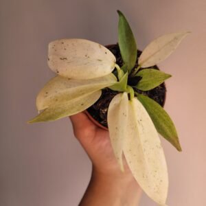 Philodendron FLORIDA GHOST – Pot 8 cm