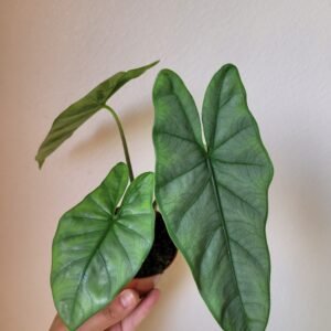 Alocasia heterophylla &lsquo;Corazon&rsquo; – Pot 8 cm