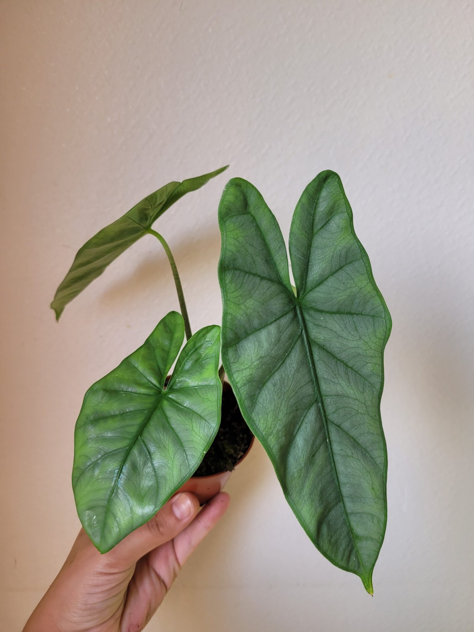 Alocasia heterophylla 'Corazon' – Pot 8 cm
