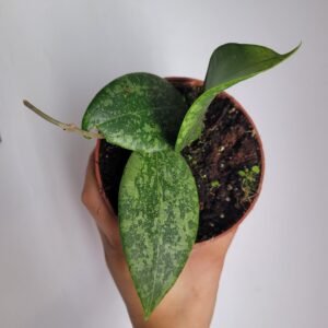 Hoya wibergiae – Pot 10.5 cm