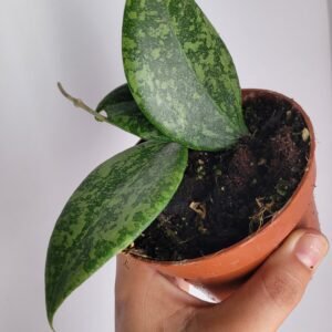 Hoya wibergiae – Pot 10.5 cm