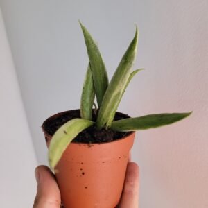 Hoya tsangii ‘Variegata’ – Pot 7 cm