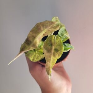 Alocasia &lsquo;Polly Variegata Aurea&rsquo; – Pot 7 cm