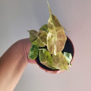 Alocasia &lsquo;Polly Variegata Aurea&rsquo; – Pot 7 cm