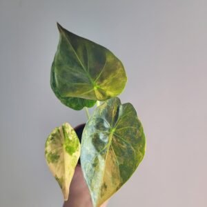 Alocasia wentii ‘Aurea’ – Pot 7 cm