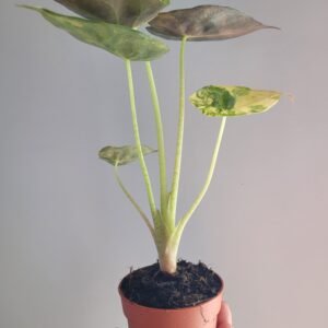 Alocasia wentii ‘Aurea’ – Pot 7 cm