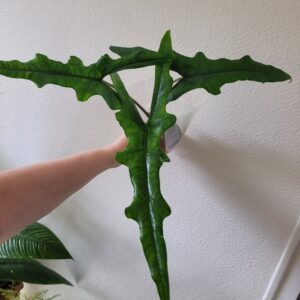 Alocasia SABRINA NARROW – Pot 7 cm