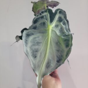 Alocasia &lsquo;Venom&rsquo; – Pot 8 cm
