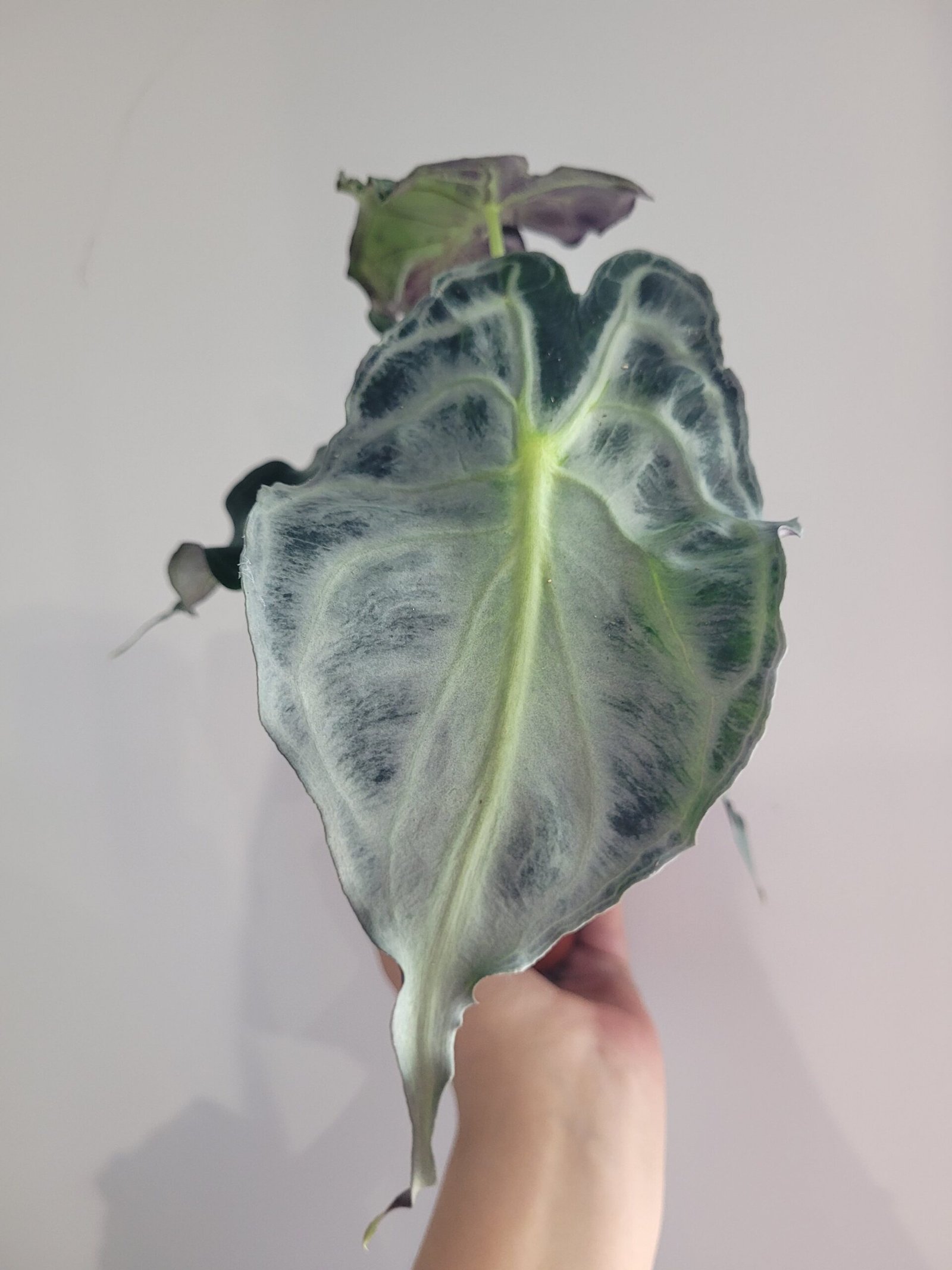Alocasia 'Venom' – Pot 8 cm