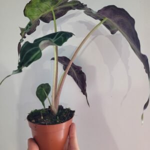 Alocasia &lsquo;Venom&rsquo; – Pot 8 cm