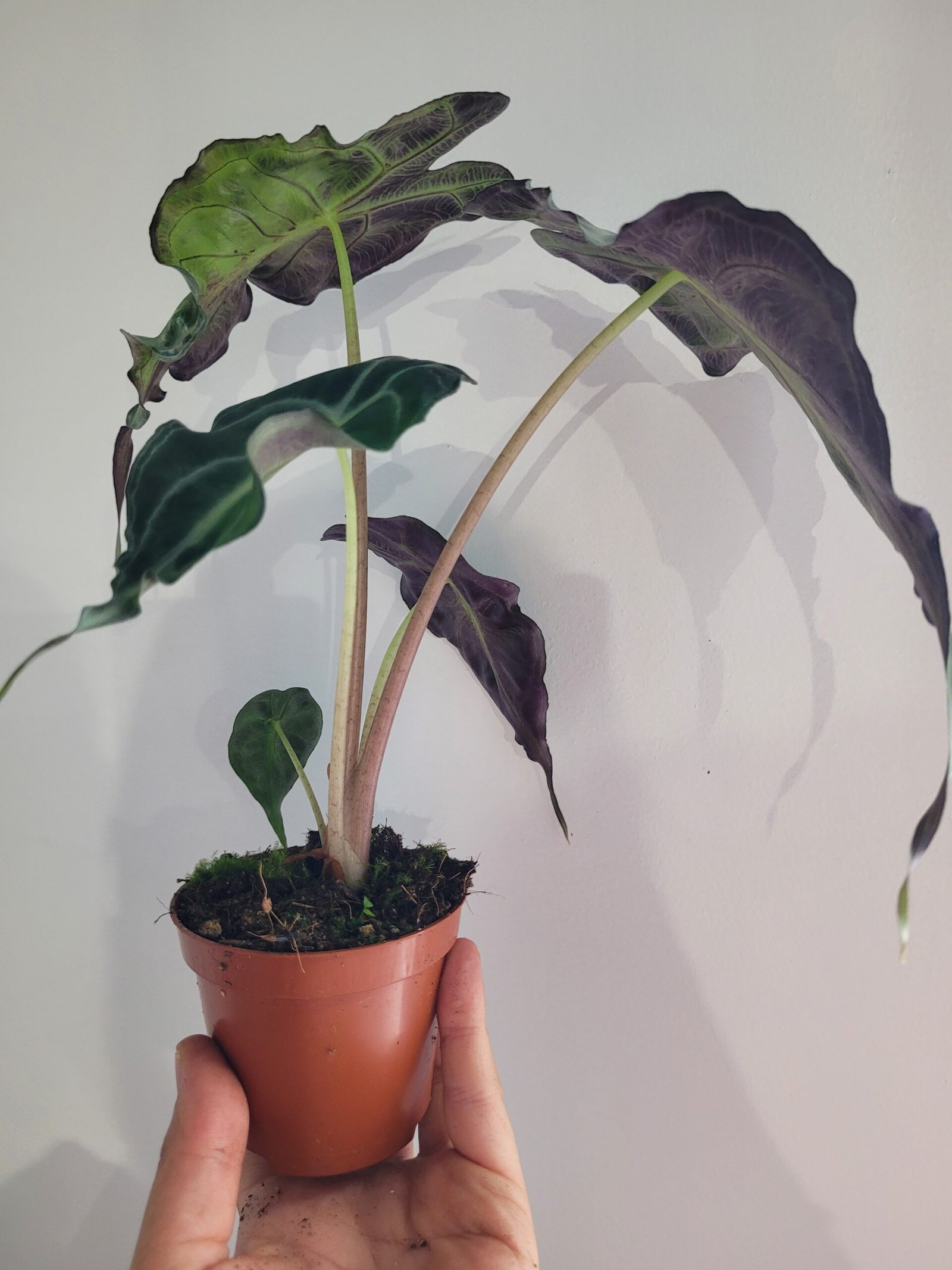 Alocasia 'Venom' – Pot 8 cm – Image 2