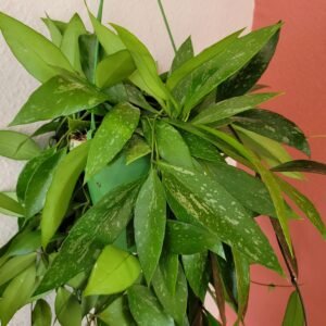Hoya memoria ‘Gracilis’ – Pot 14 cm