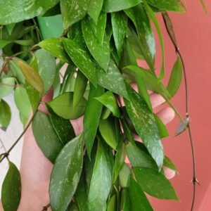 Hoya memoria ‘Gracilis’ – Pot 14 cm