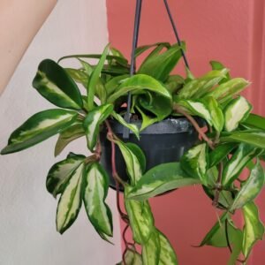 Hoya carnosa ‘Tricolor’ – Pot 14 cm