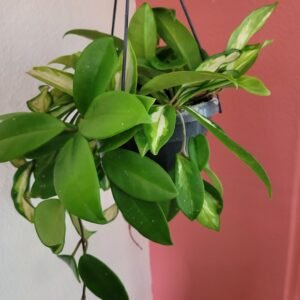 Hoya carnosa ‘Tricolor’ – Pot 14 cm