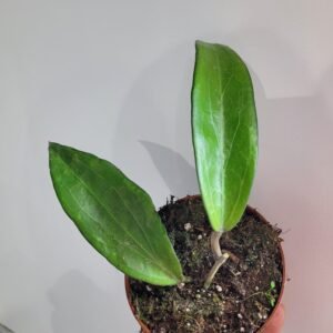 Hoya cinnamomifolia – Pot 10.5 cm