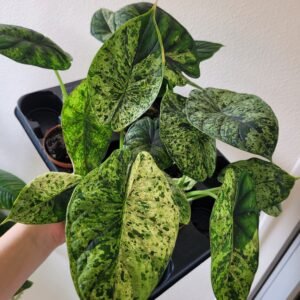 Alocasia &lsquo;Dragon Scale Mint&rsquo; – Pot 8 cm
