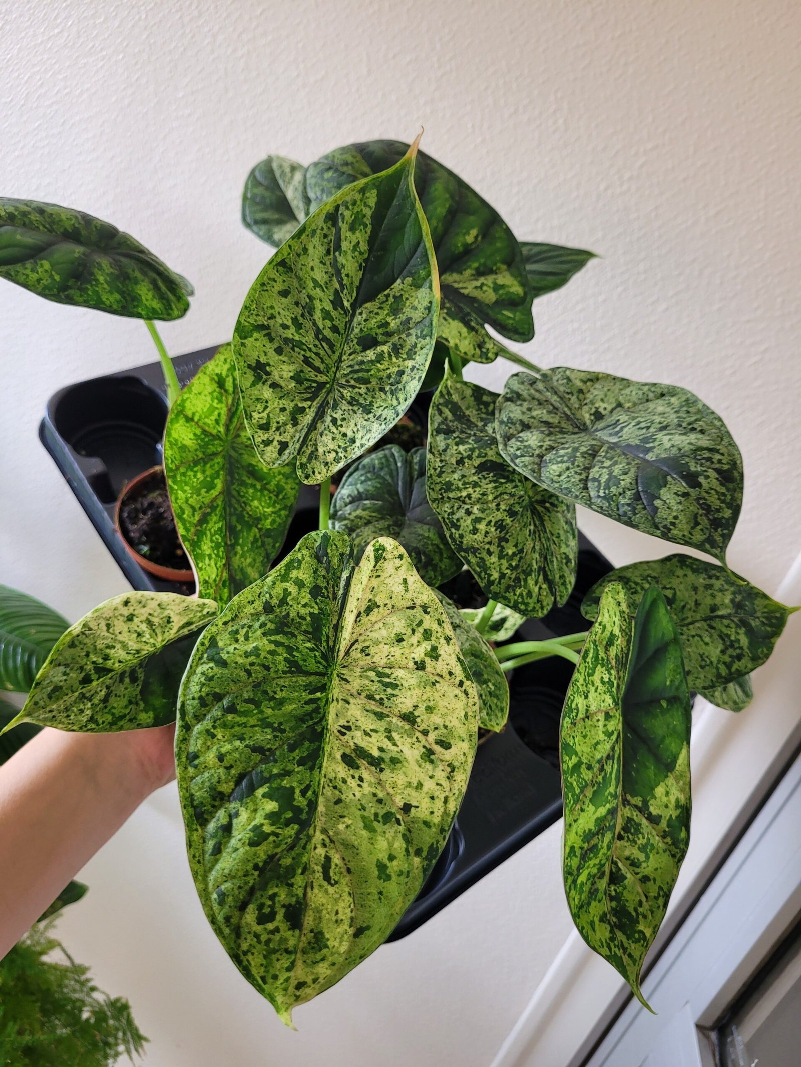 Alocasia 'Dragon Scale Mint' – Pot 8 cm