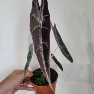 Alocasia longiloba PURPLE – Pot 10.5 cm