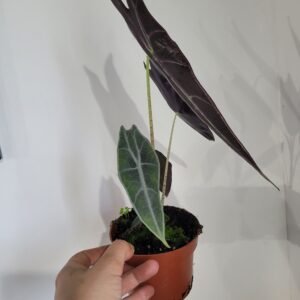 Alocasia longiloba PURPLE – Pot 10.5 cm