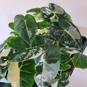 Alocasia micholitziana &lsquo;Frydek Variegata&rsquo; – Pot 8 cm