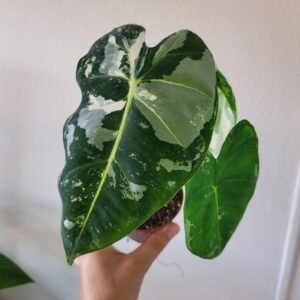 Alocasia micholitziana &lsquo;Frydek Variegata&rsquo; – Pot 8 cm