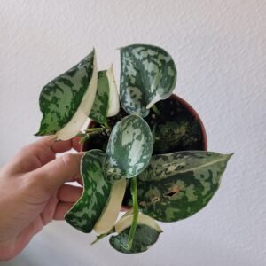 Scindapsus ‘Mayari Variegata’ – Pot 10.5 cm