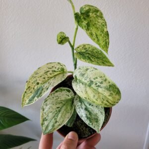 Scindapsus ‘Jade Satin Aurea’ – Pot 10.5 cm