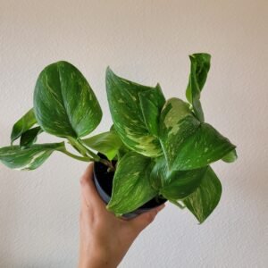 Scindapsus ‘Rubicon’ – Pot 12 cm