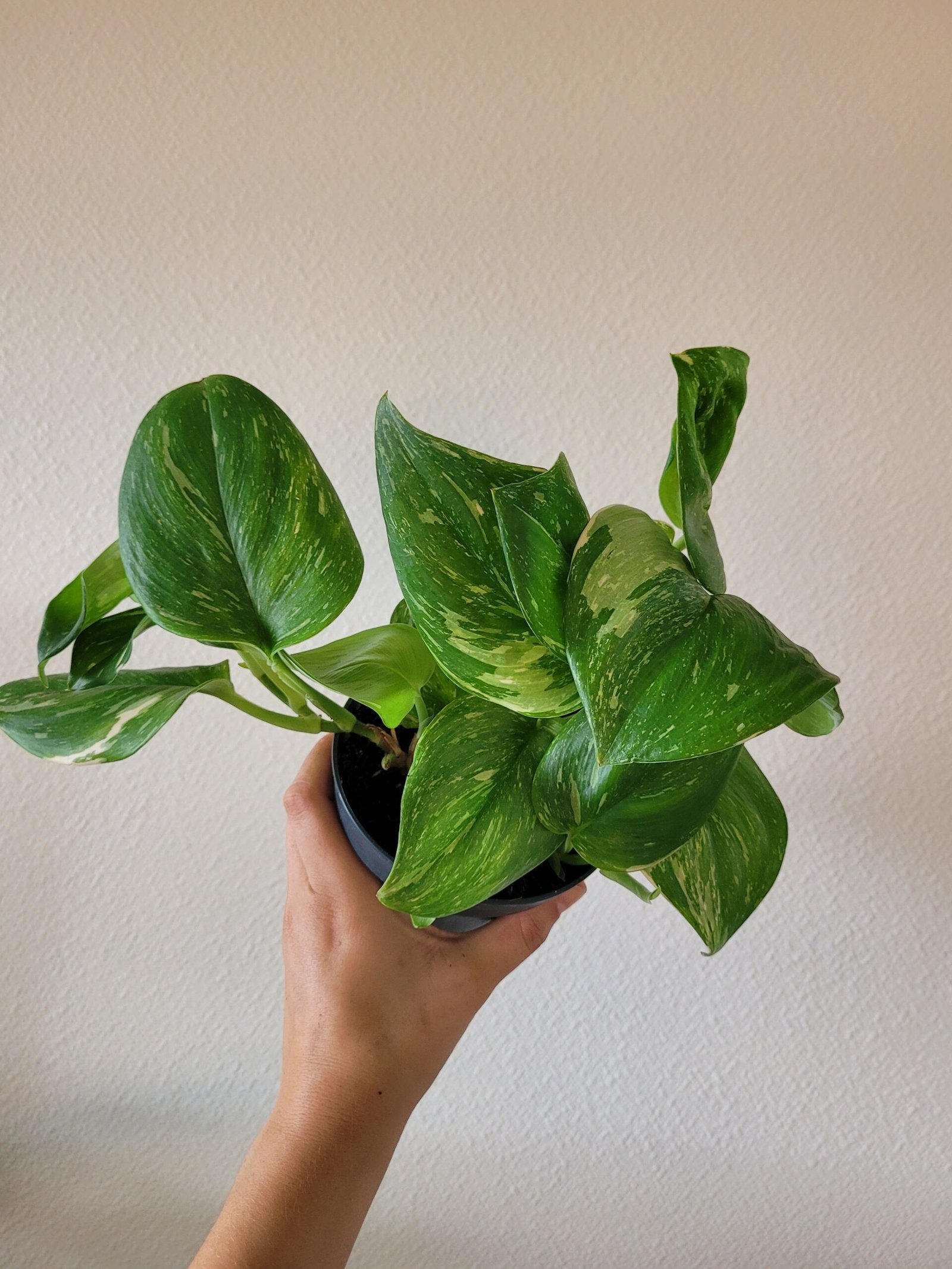 Scindapsus 'Rubicon' – Pot 12 cm