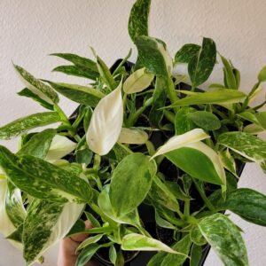 Philodendron &lsquo;Jose Buono&rsquo; – Pot 6 cm
