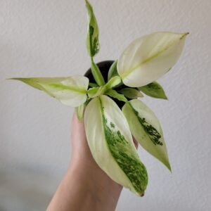Philodendron &lsquo;Jose Buono&rsquo; – Pot 6 cm