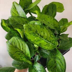 Dieffenbachia &lsquo;Crocodile&rsquo; – Pot 6 cm