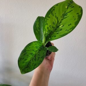 Dieffenbachia &lsquo;Crocodile&rsquo; – Pot 6 cm