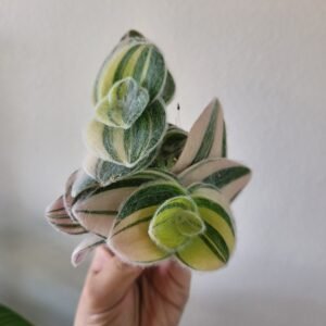 Tradescantia sillamontana &lsquo;Variegata&rsquo; – Pot 6 cm