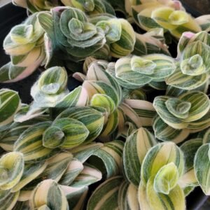 Tradescantia sillamontana &lsquo;Variegata&rsquo; – Pot 6 cm