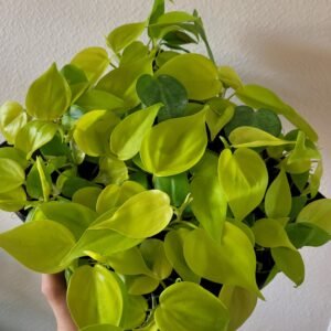 Philodendron scandens &lsquo;Neon&rsquo; – Pot 6 cm