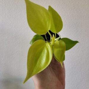 Philodendron scandens &lsquo;Neon&rsquo; – Pot 6 cm