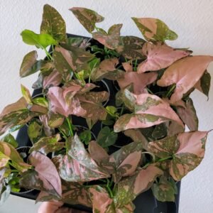 Syngonium &lsquo;Pink Splash&rsquo; – Pot 6 cm