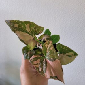 Syngonium &lsquo;Pink Splash&rsquo; – Pot 6 cm