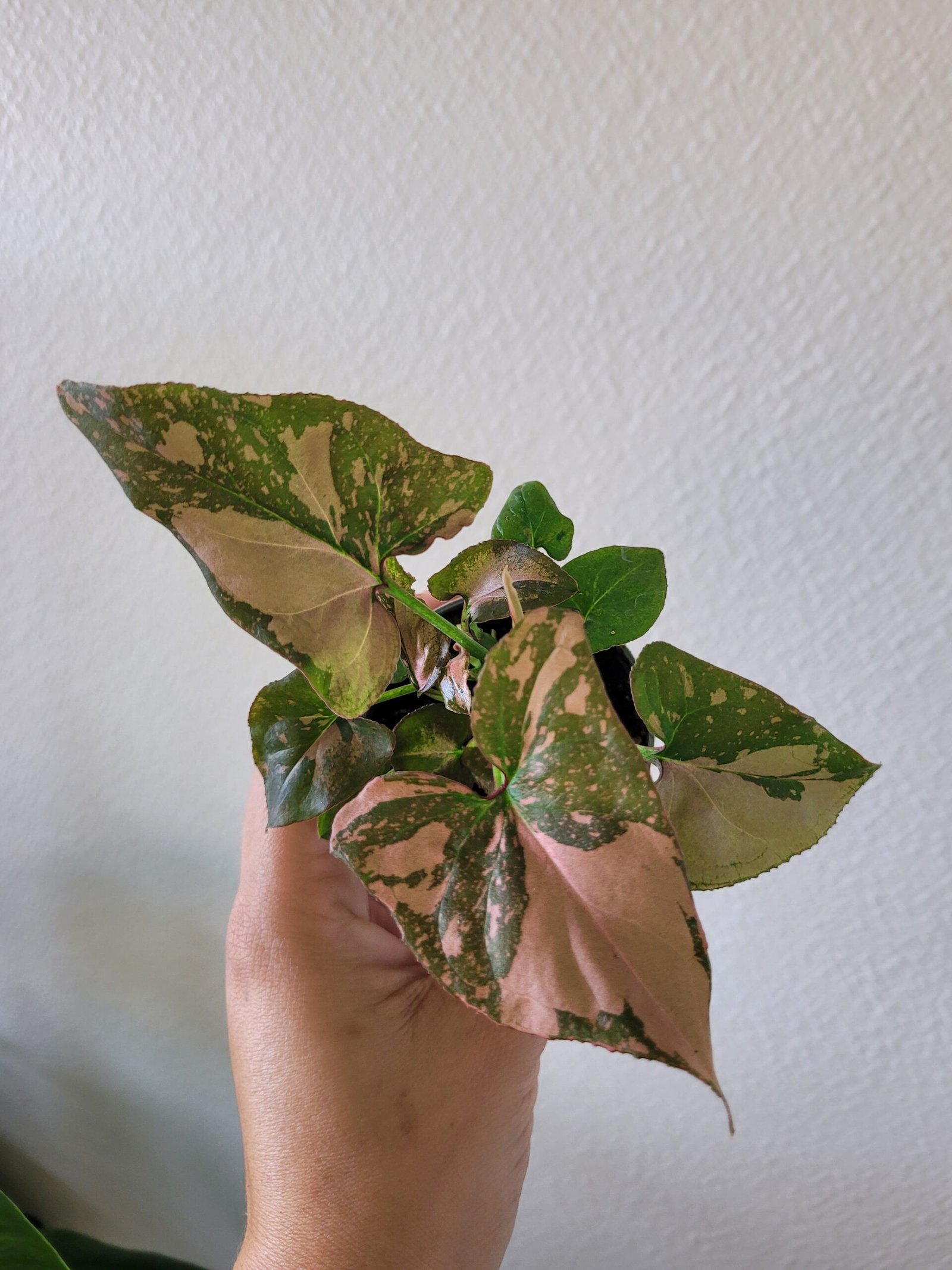 Syngonium 'Pink Splash' – Pot 6 cm – Image 2